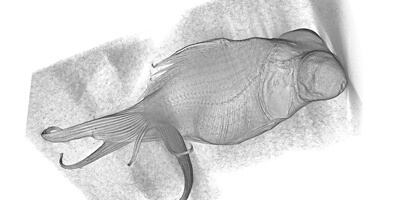 金魚のCT画像